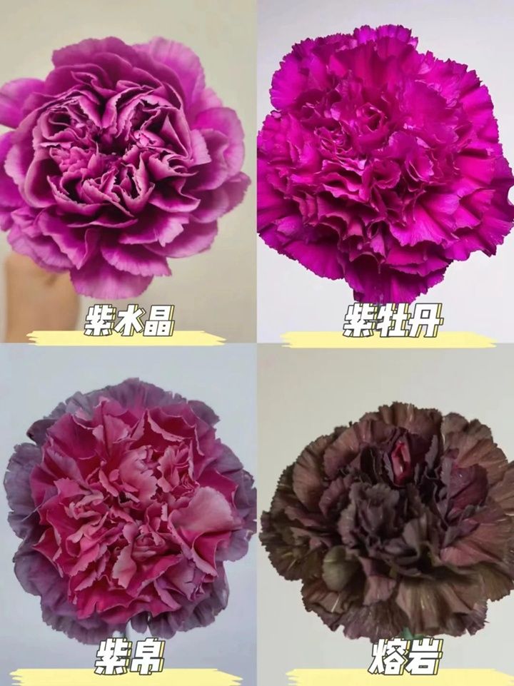 康乃馨一朵多少钱