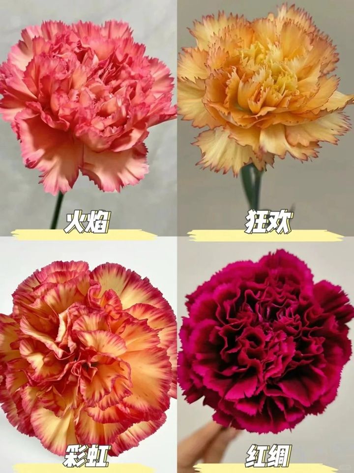 康乃馨一朵多少钱