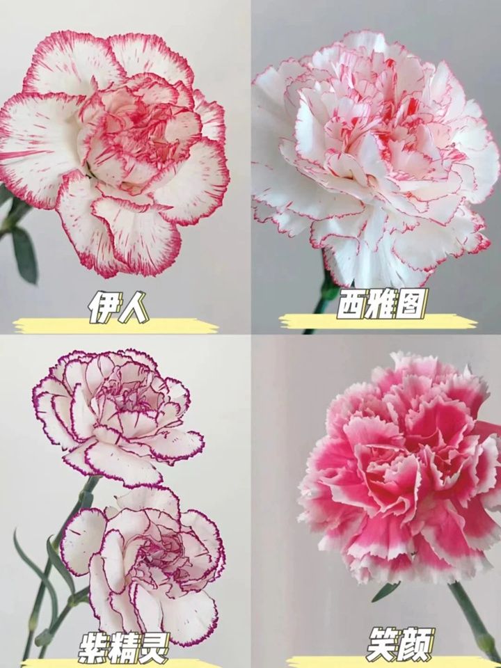 康乃馨一朵多少钱