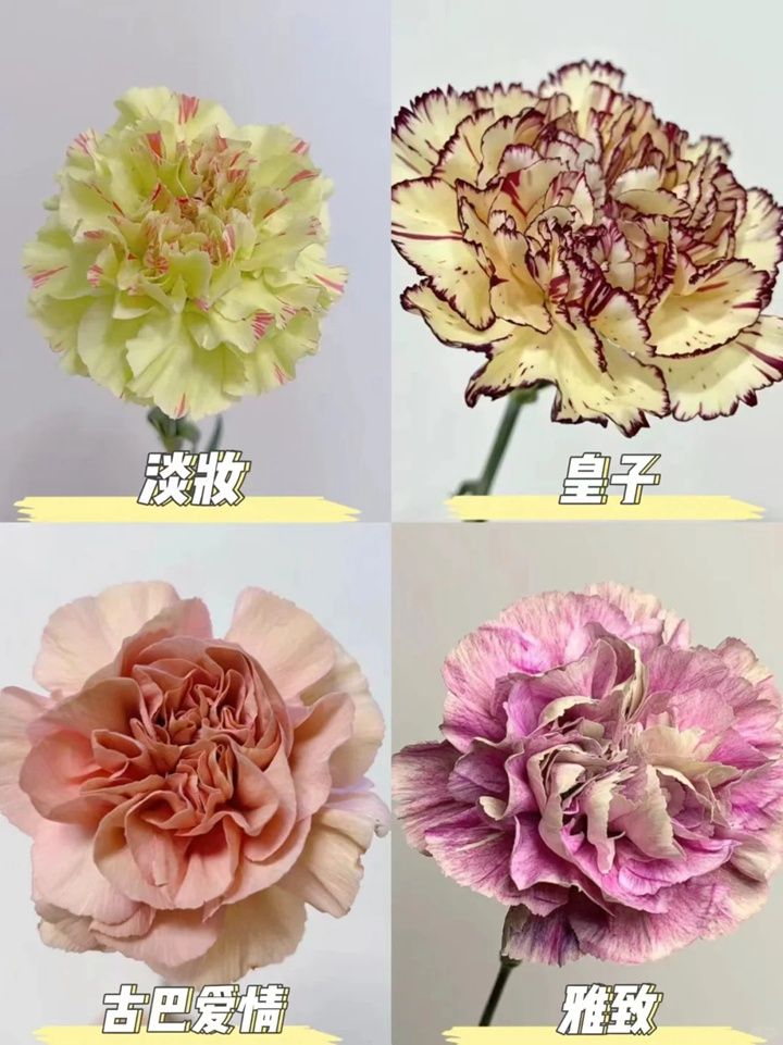 康乃馨一朵多少钱