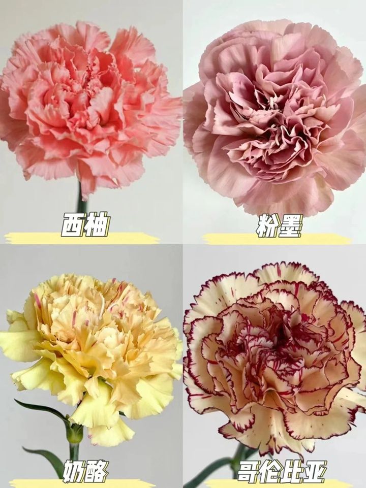 康乃馨一朵多少钱