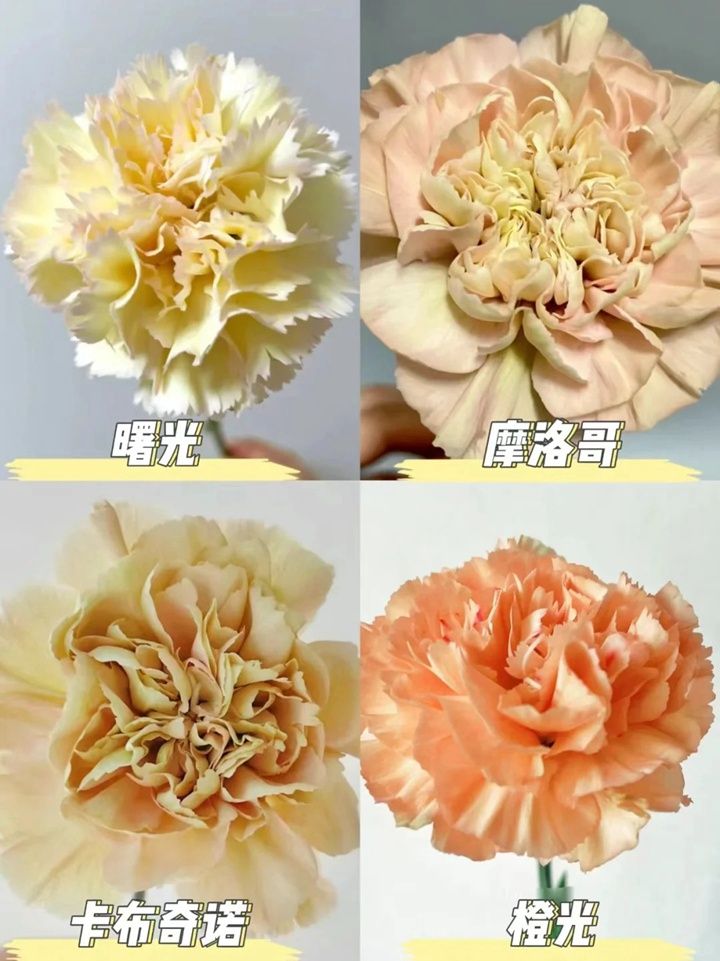 康乃馨一朵多少钱