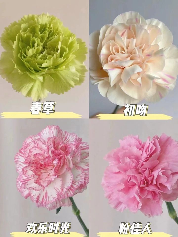 康乃馨一朵多少钱