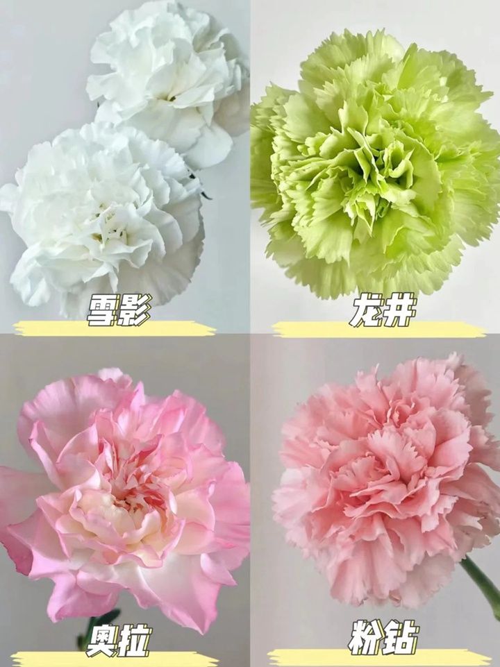 康乃馨一朵多少钱