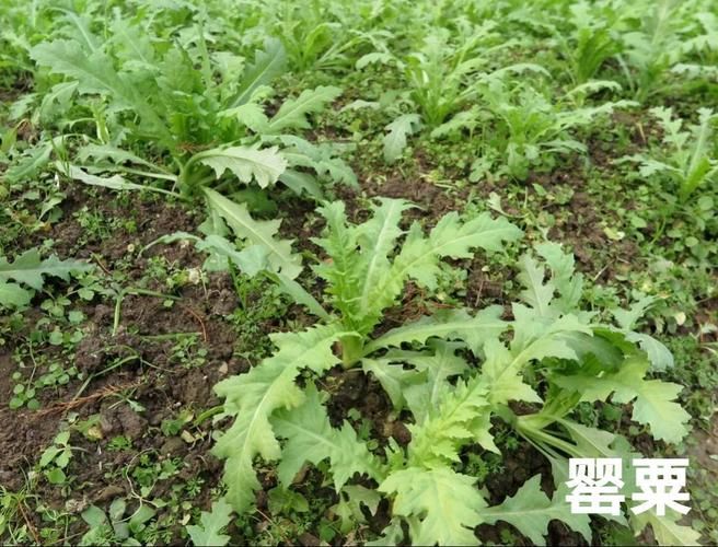 听说能治咳嗽胃病 连云港八旬老太种了3400株罂粟幼苗