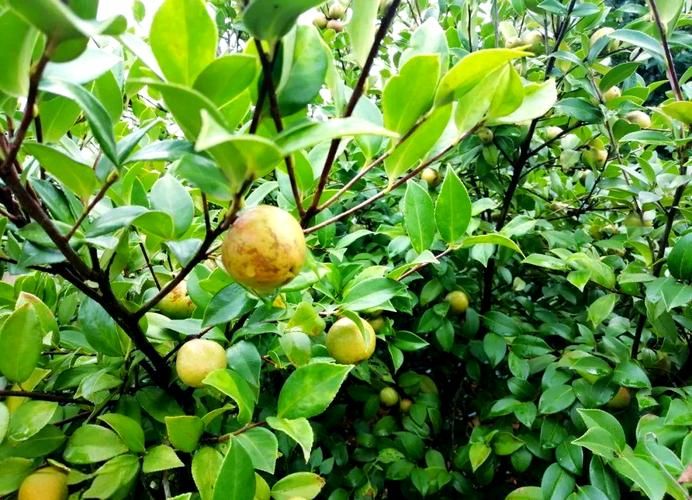 油茶种植技术