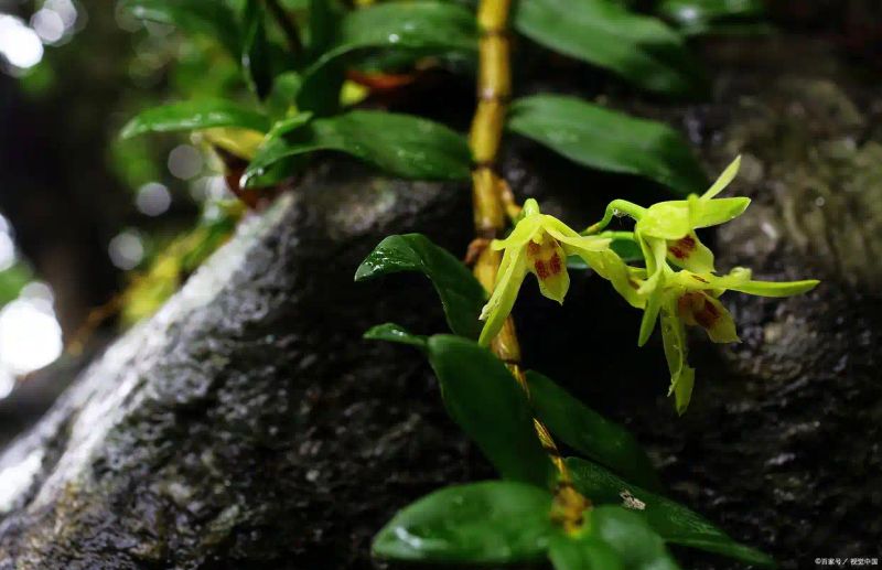 铁皮石斛种植技术视频