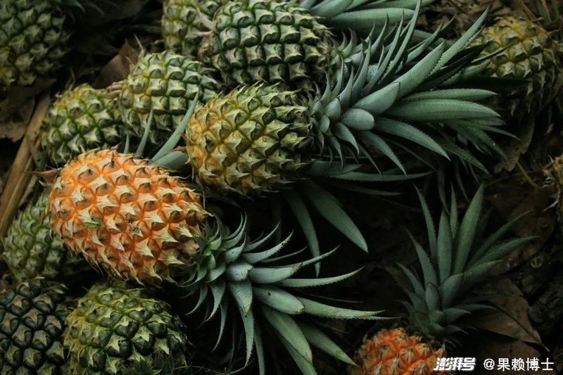 凤梨头种植方法图片