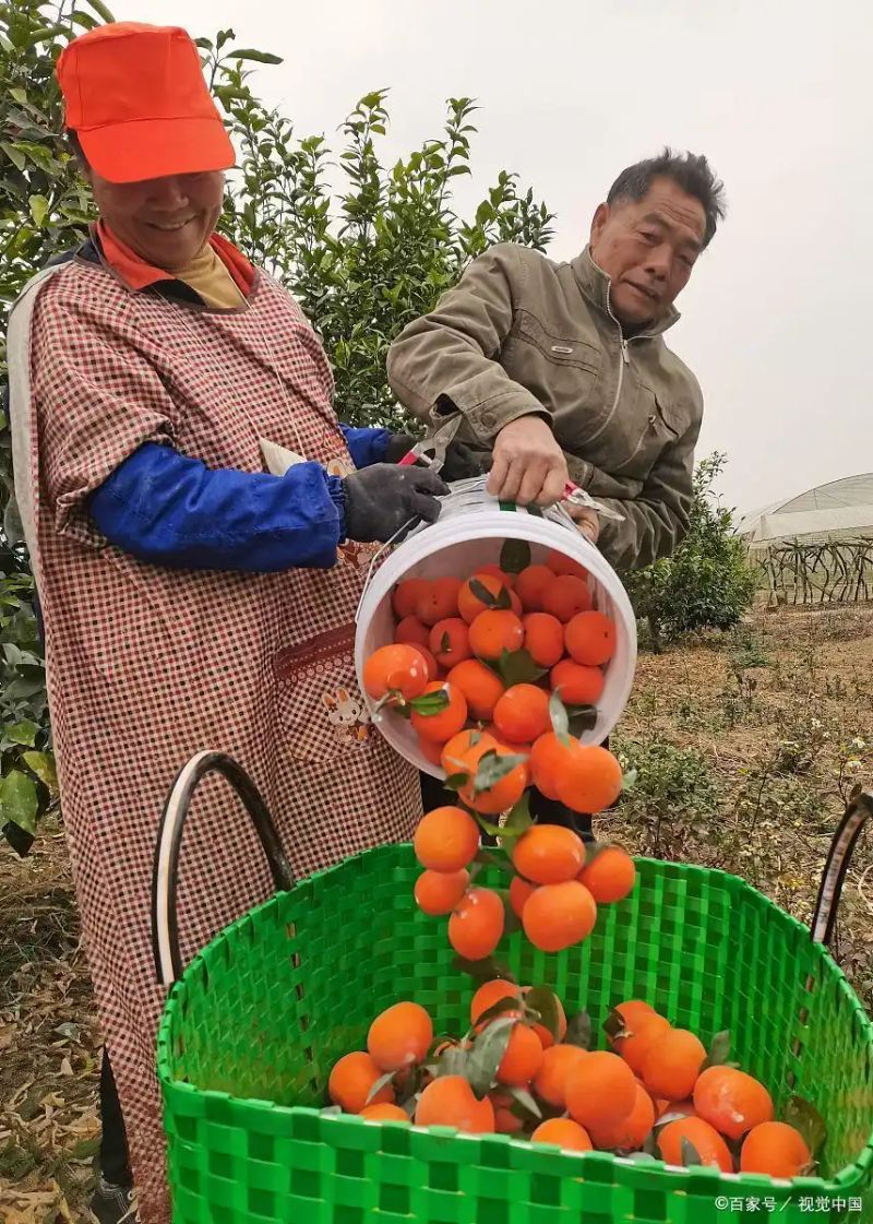 农村种植啥果树好挣钱