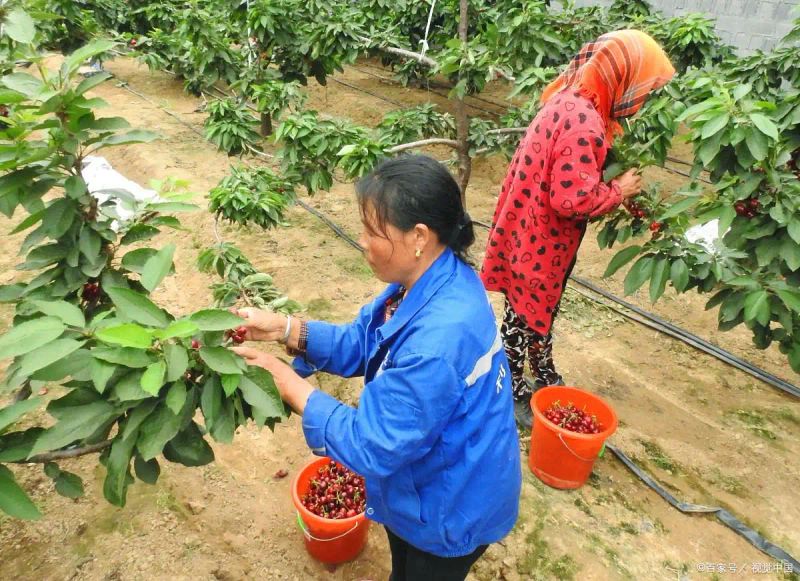 农村种植啥果树好挣钱
