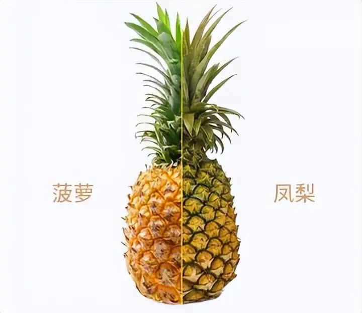 凤梨头种植方法图片