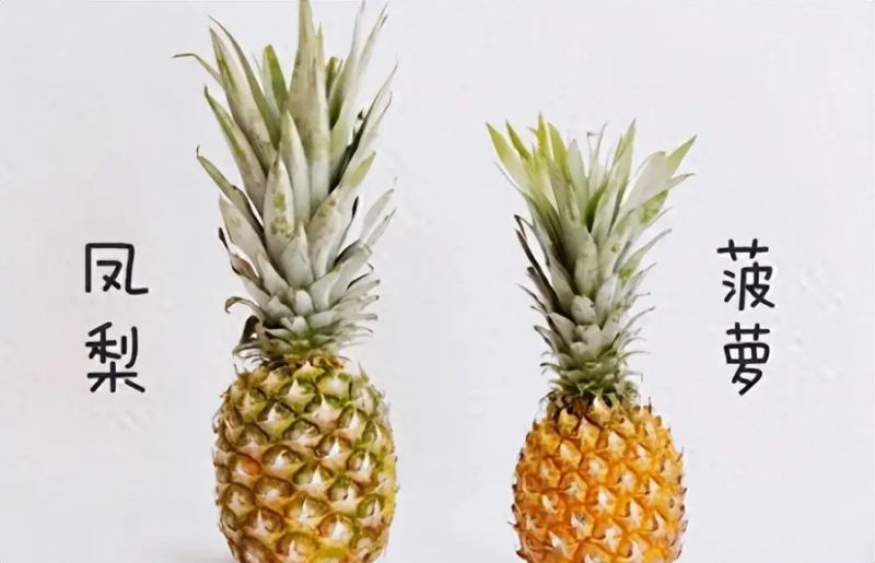 凤梨头种植方法图片