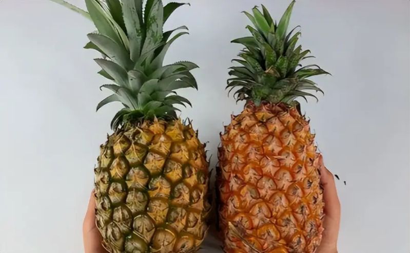 凤梨头种植方法图片