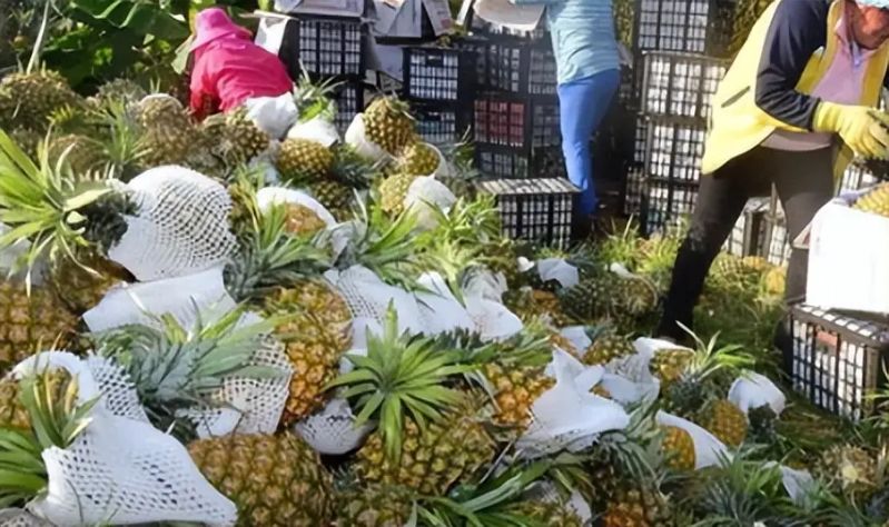 凤梨头种植方法图片