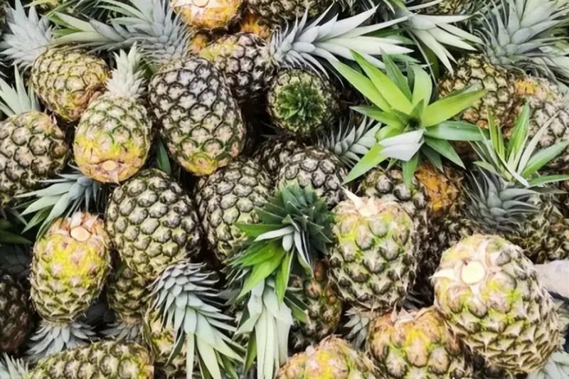 凤梨头种植方法图片