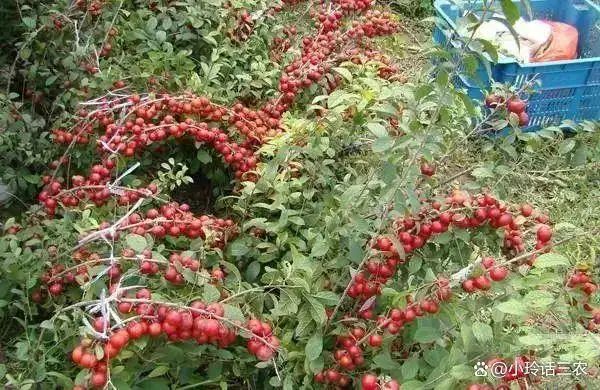 农村种植啥果树好挣钱