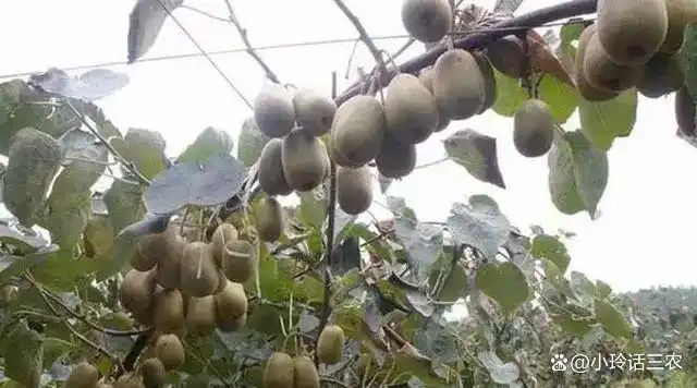 农村种植啥果树好挣钱
