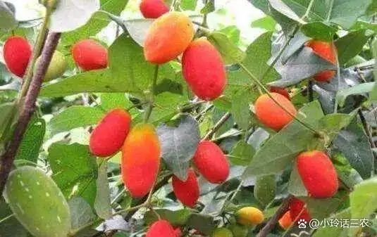 农村种植啥果树好挣钱