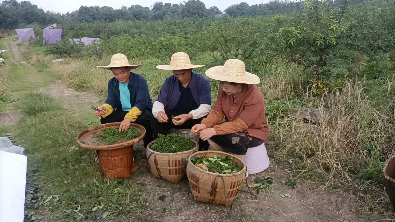 大红袍花椒种植技术