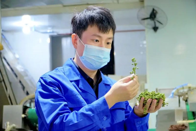 大红袍花椒种植技术