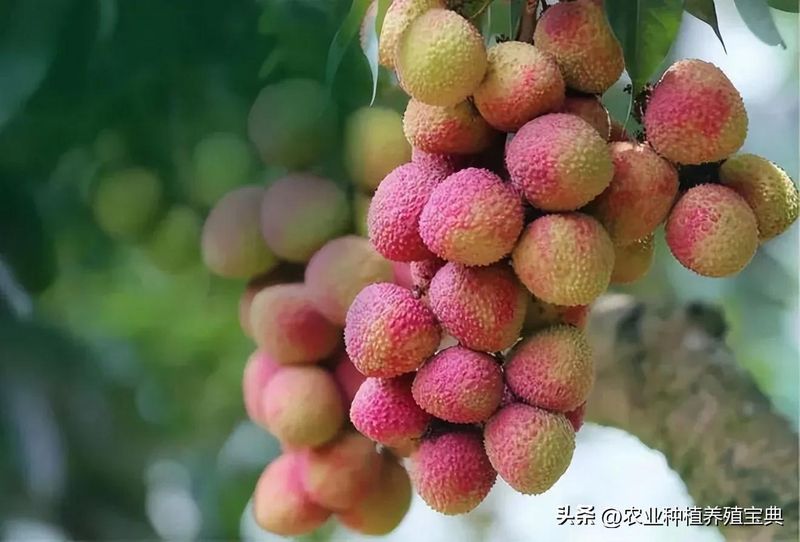 荔枝种植技术