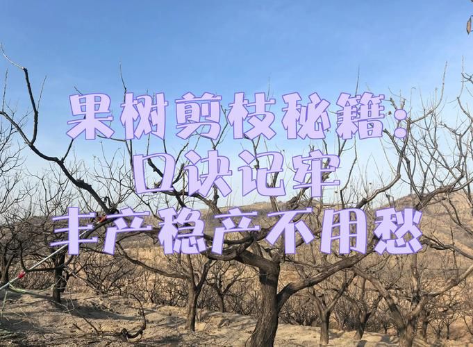 荔枝种植技术