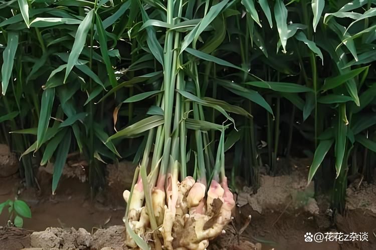 如何提高生姜产量 生姜三股杈期管理很关键