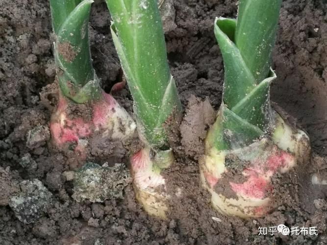 三农种植网果树
