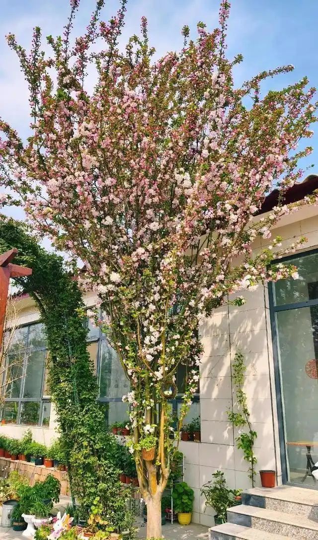 农村种植啥果树好挣钱