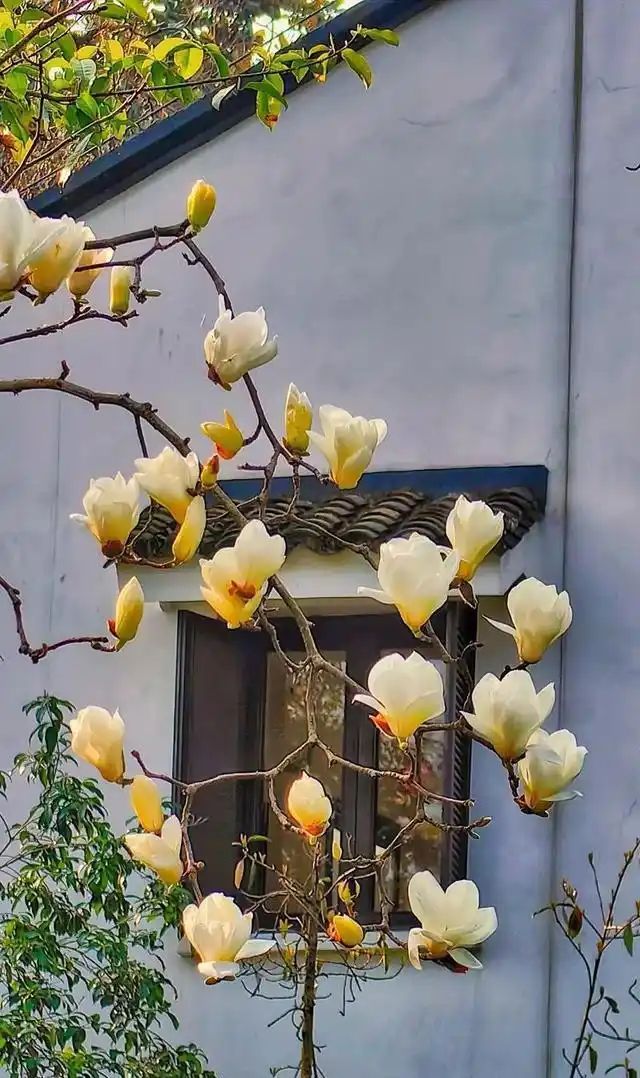 农村种植啥果树好挣钱