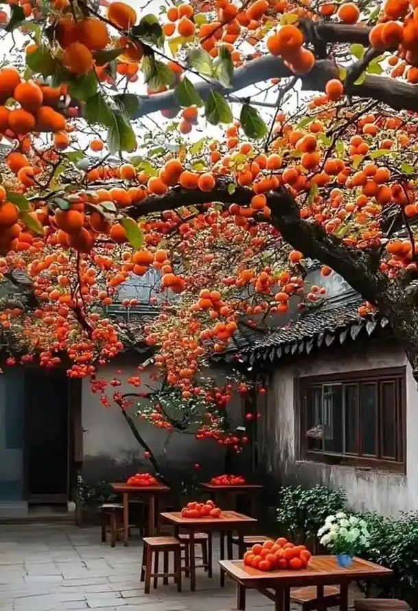 农村种植啥果树好挣钱