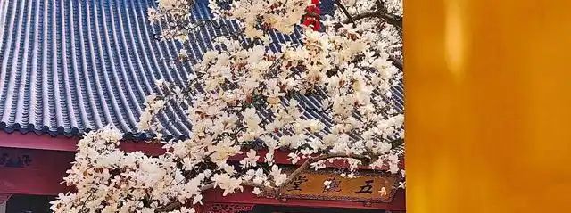 农村种植啥果树好挣钱