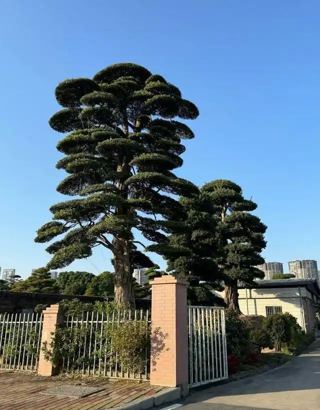 农村种植啥果树好挣钱
