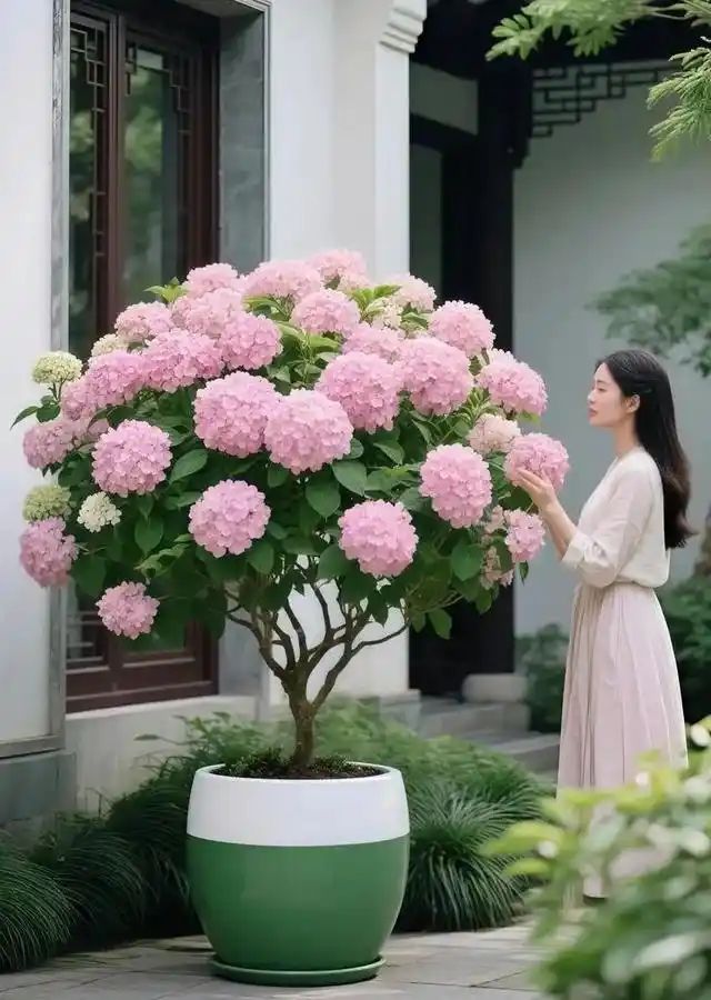 农村种植啥果树好挣钱