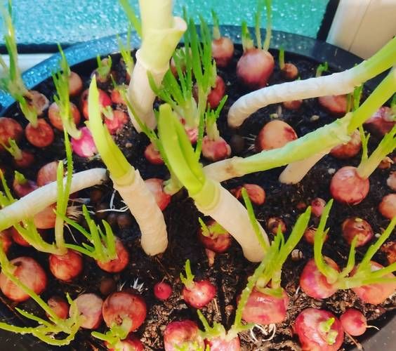 香葱种植技术和时间