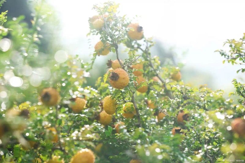 农村种植啥果树好挣钱