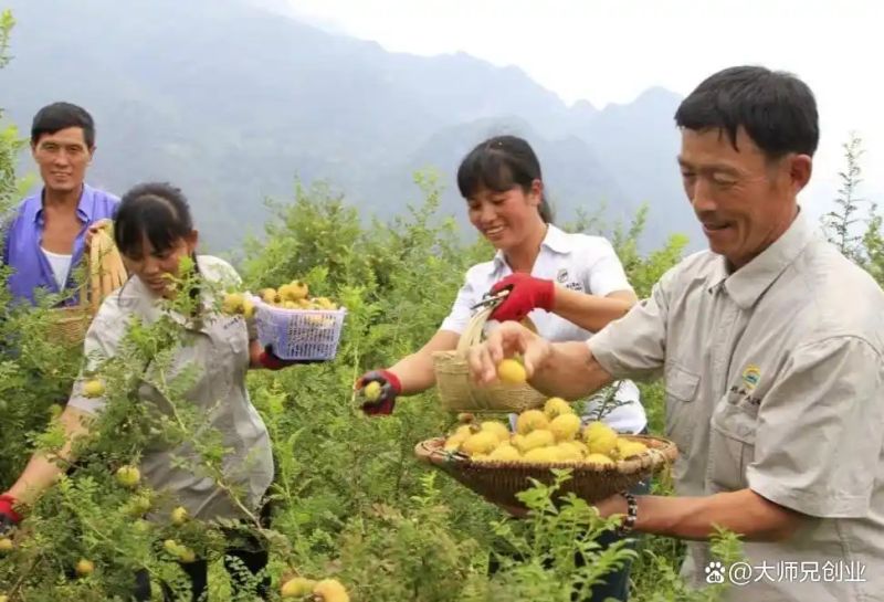 农村种植啥果树好挣钱