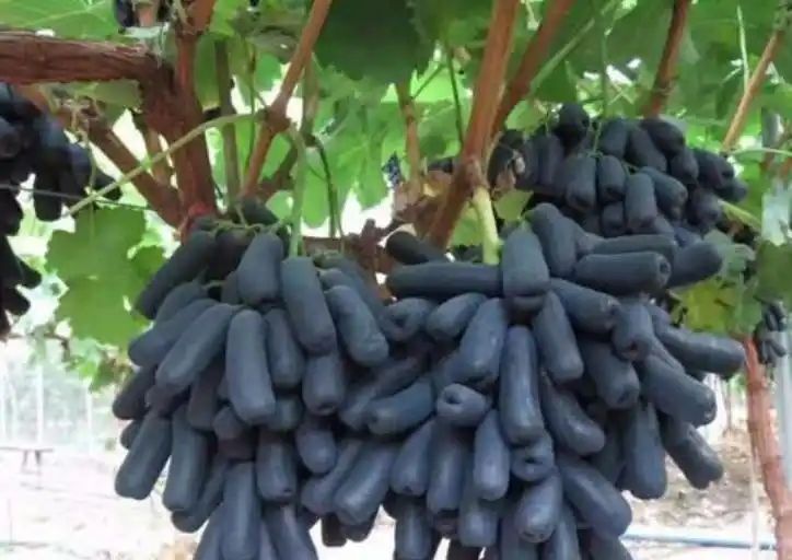 农村种植啥果树好挣钱