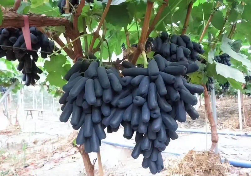 农村种植啥果树好挣钱