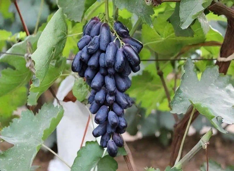 农村种植啥果树好挣钱