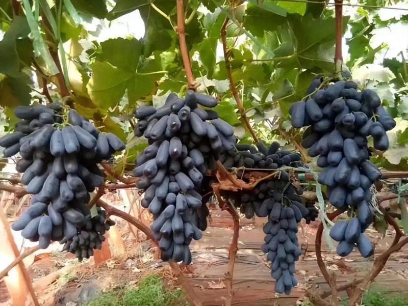 农村种植啥果树好挣钱