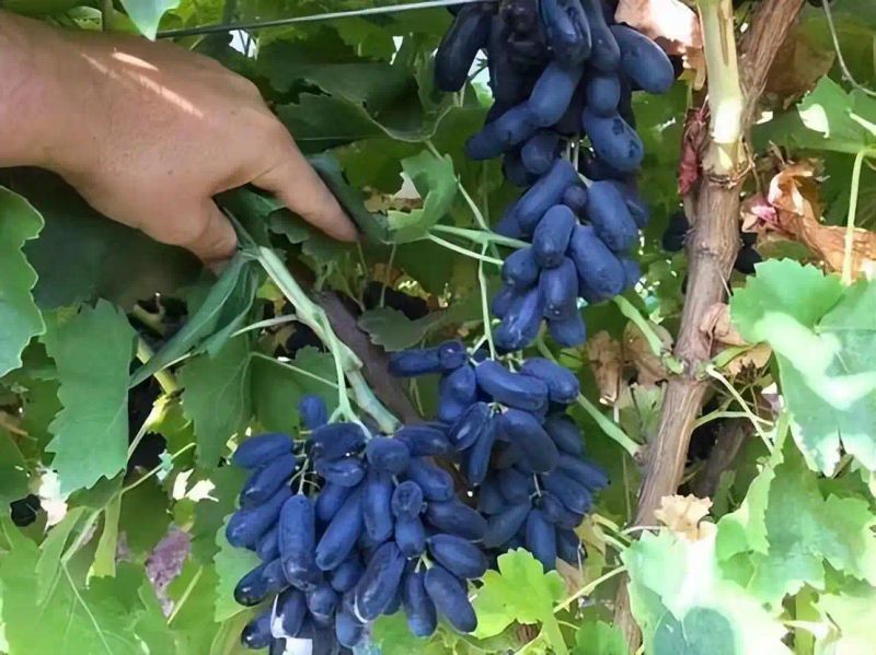 农村种植啥果树好挣钱