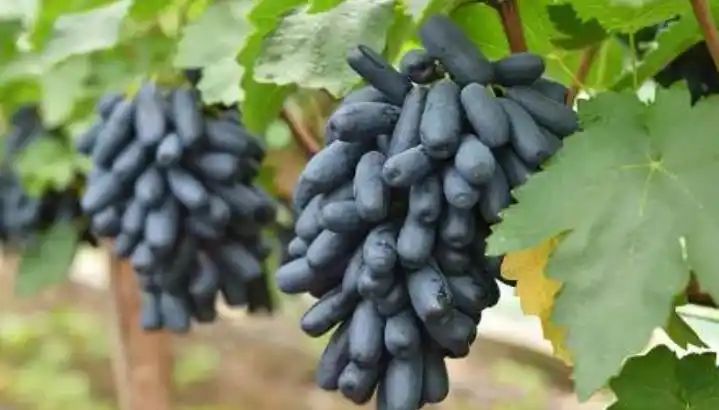 农村种植啥果树好挣钱