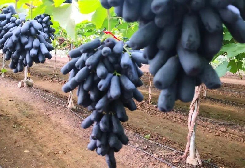 农村种植啥果树好挣钱