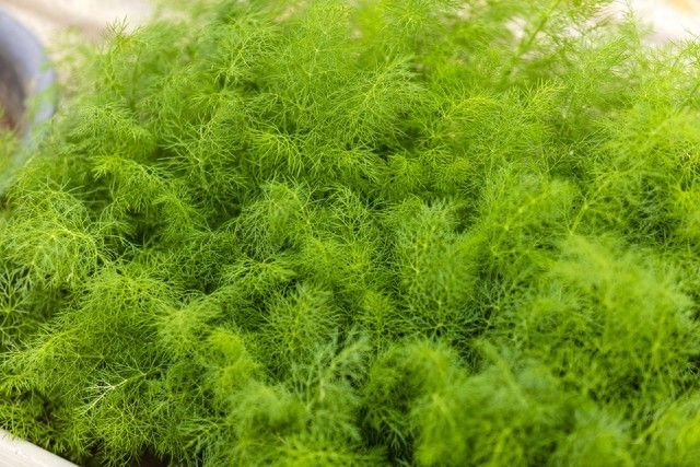 The technique of growing a little fragrance