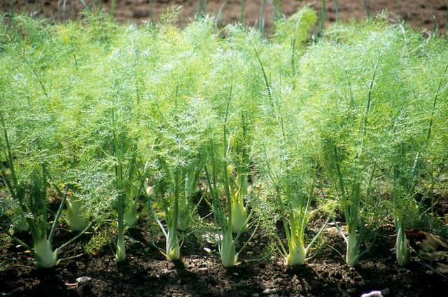 The technique of growing a little fragrance