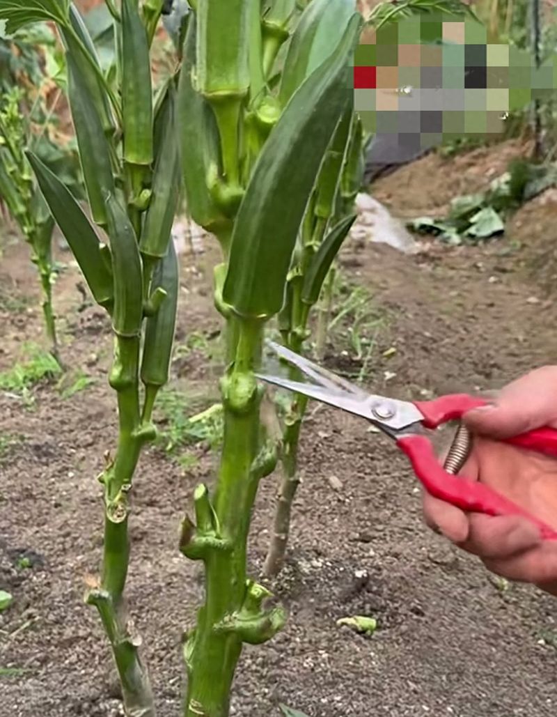 阳台黄秋葵的种植方法