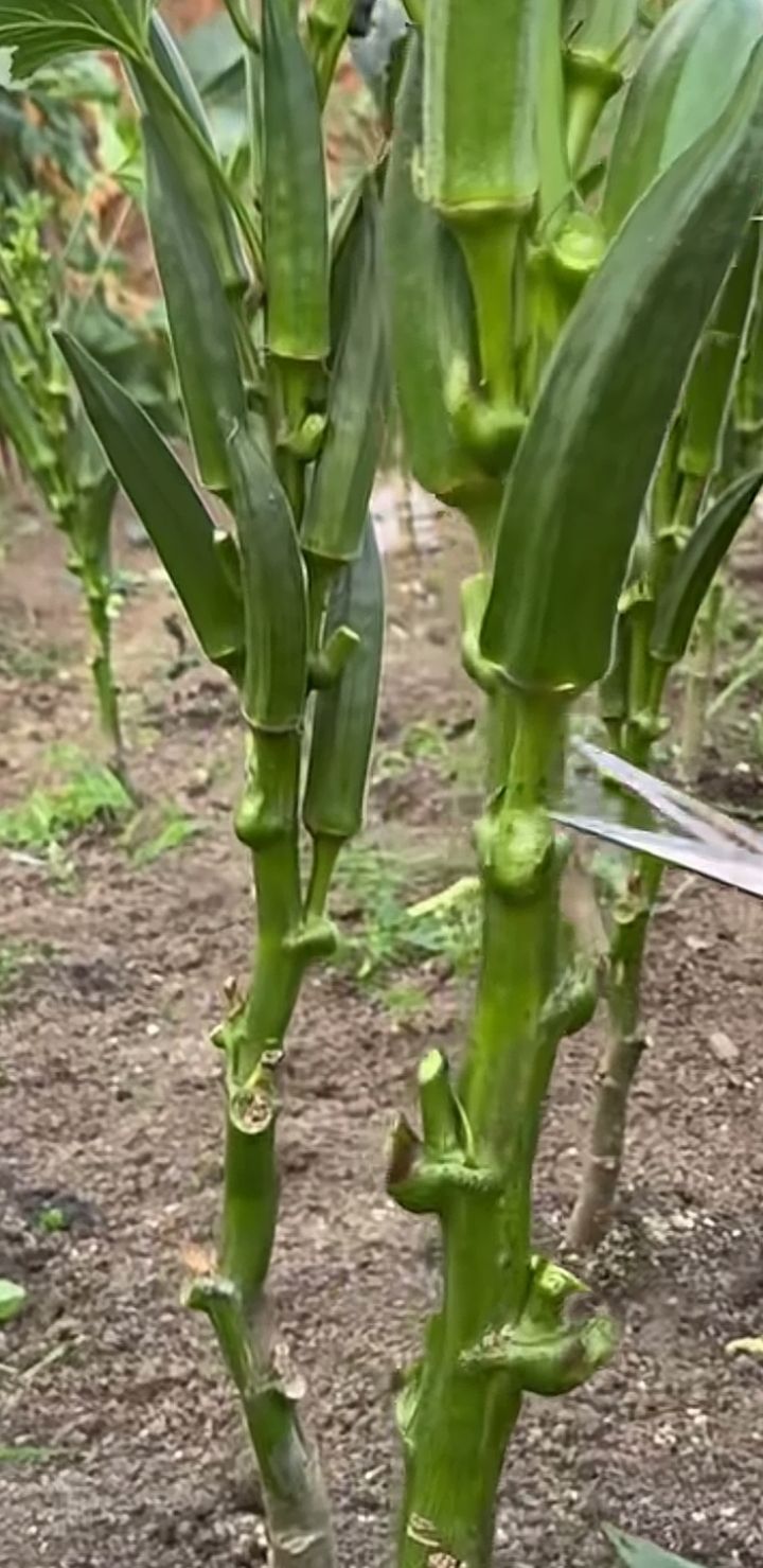 阳台黄秋葵的种植方法