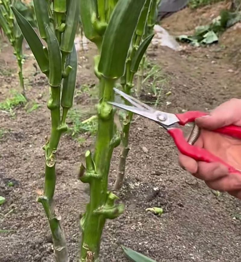 阳台黄秋葵的种植方法