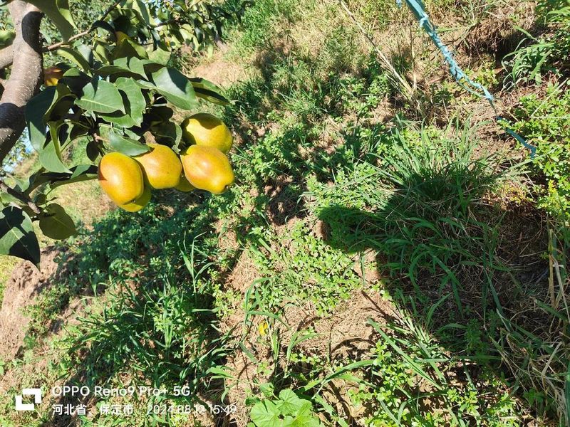 贡柑种植技术视频教学